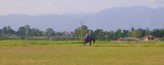 #7: Elephant