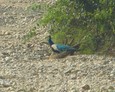 #8: A peacock