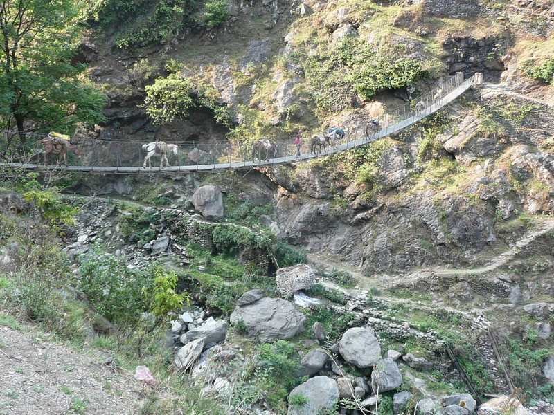 The mule train crossing the suspension bridge at Khaulighat