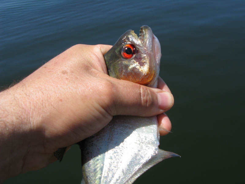 a red eye piranha (the only fish I manged to catch)