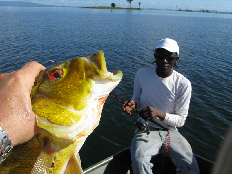 a tucunari caught by our  guide Fernando