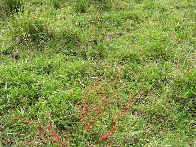 The confluence point - typical New Zealand pasture - including a cow pie!