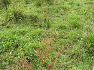 #1: The confluence point - typical New Zealand pasture - including a cow pie!