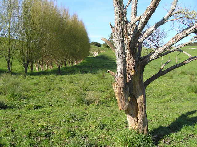 Dead tree about 3 meters from the confluence, looking southwest.