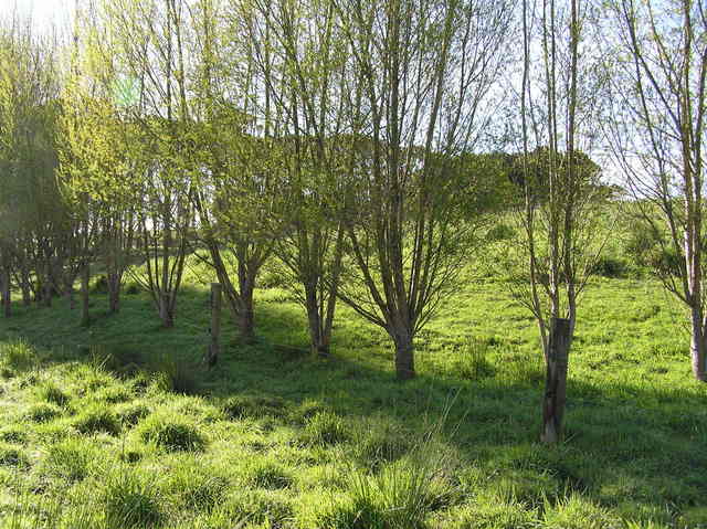 View to the southeast from the confluence.