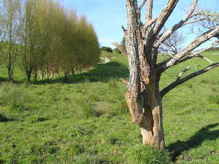 #1: Dead tree about 3 meters from the confluence, looking southwest.