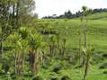 #6: Cabbage tree view to the northeast from the confluence.