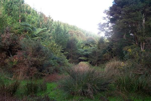 Looking south down the valley to the confluence 100m away.