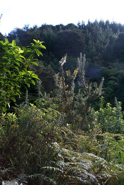 Looking west, a great shot of gorse and bracken.