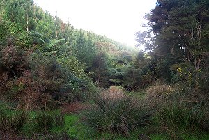 #1: Looking south down the valley to the confluence 100m away.