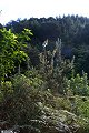 #6: Looking west, a great shot of gorse and bracken.