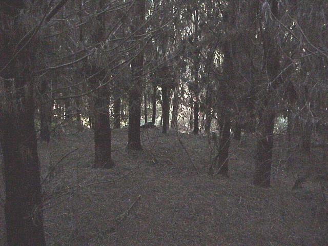 Forest near the confluence site.