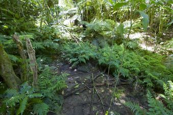 #1: The confluence point lies at the bottom of a gully - filled with ponga ferns