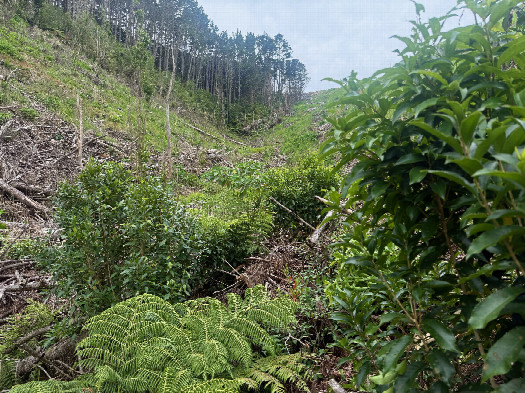 #1: The confluence point lies in a section of cleared forest.  (This is also a view to the North.)