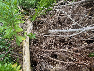 #5: Ground cover (downed trees) at the confluence point