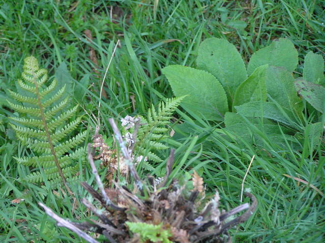 Ground cover at 38 South 175 East.