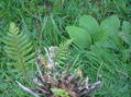 #4: Ground cover at 38 South 175 East.