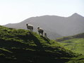 #5: My favorite image from 38 South 175 East - looking east on the sheep on the skyline, 250 meters south of the confluence.