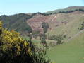 #9: View to the west from the confluence, with invasive gorse in foreground.