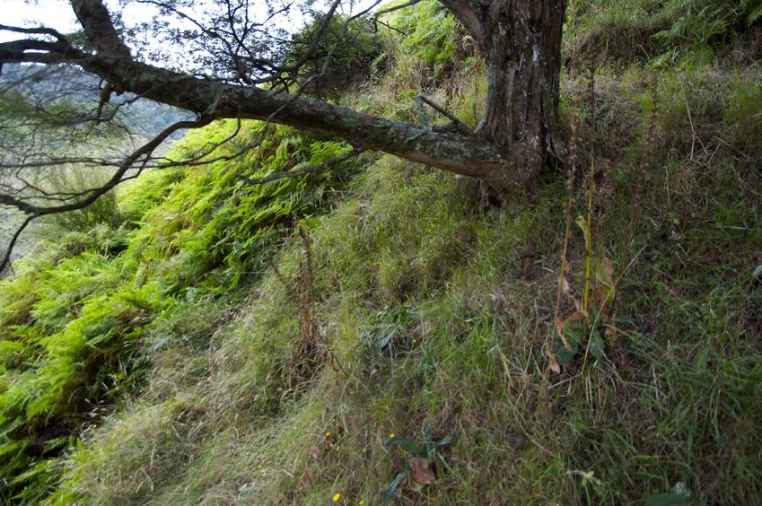 The confluence point lies on a very steep (south-facing) slope of a small gully