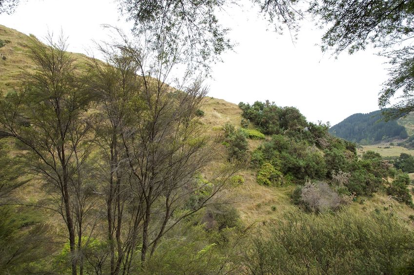 View South (across the gully)