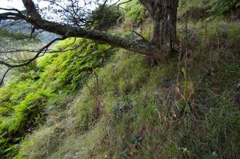 #1: The confluence point lies on a very steep (south-facing) slope of a small gully