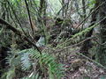 #2: Hiwiroa confluence to the East