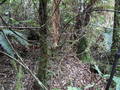 #3: Hiwiroa confluence to the South