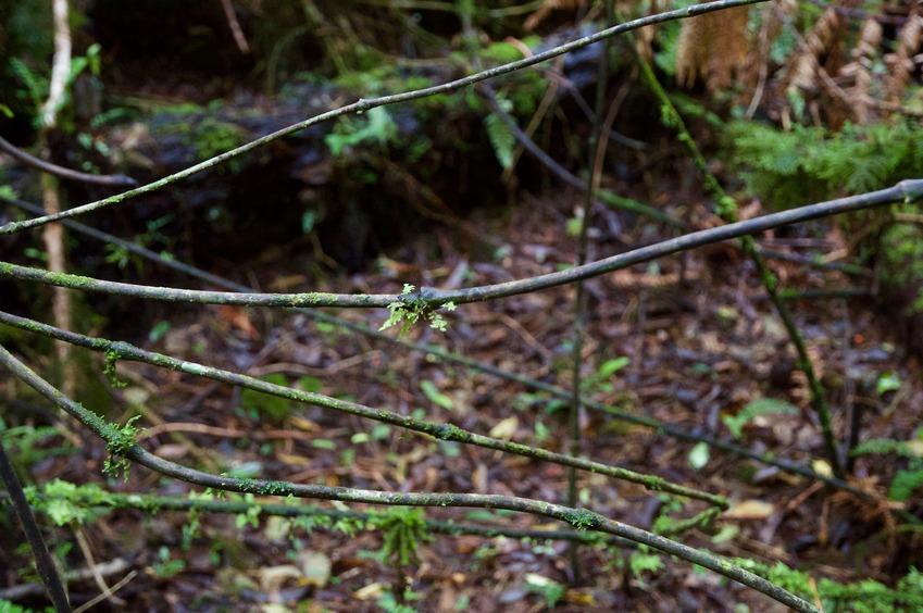 The confluence point lies in a small depression, surrounded by many supplejack vines