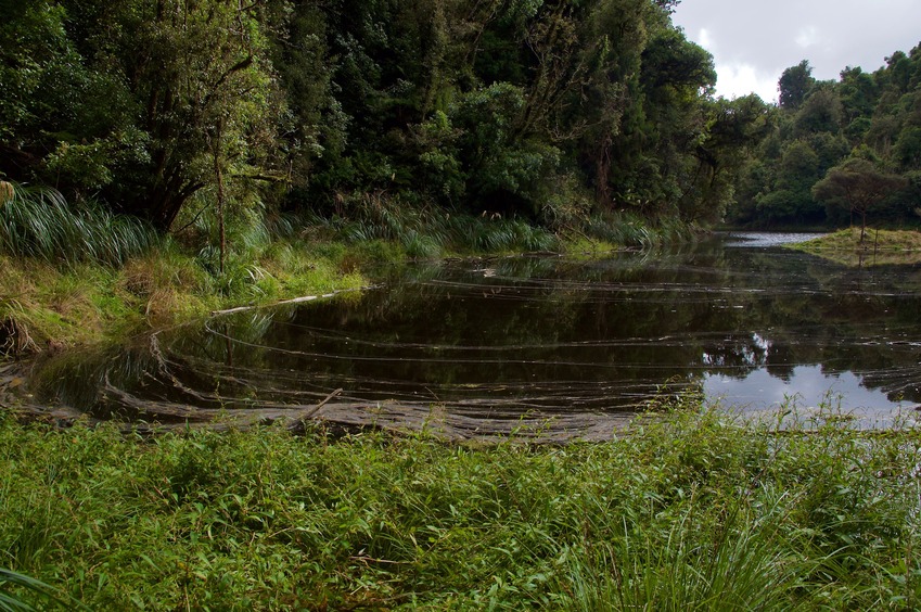 Lake Hiwiroa, about 300 m from the point