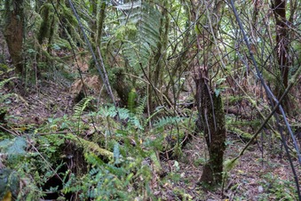 #1: Confluence view to the South