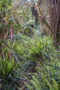 #7: Pink ribbons marking the way