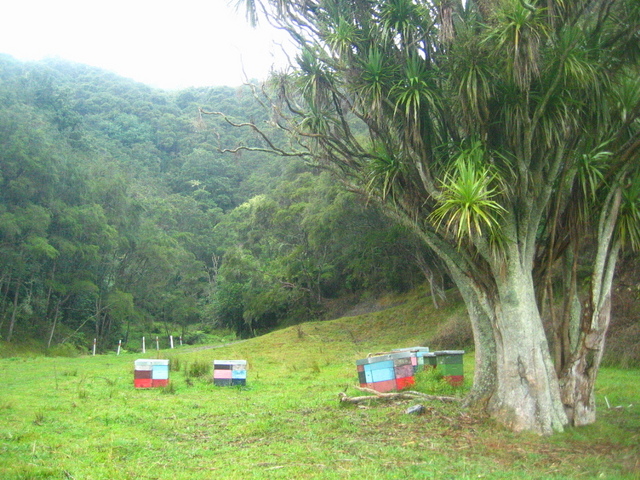 Towards the Confluence which is on the Top of the Hill