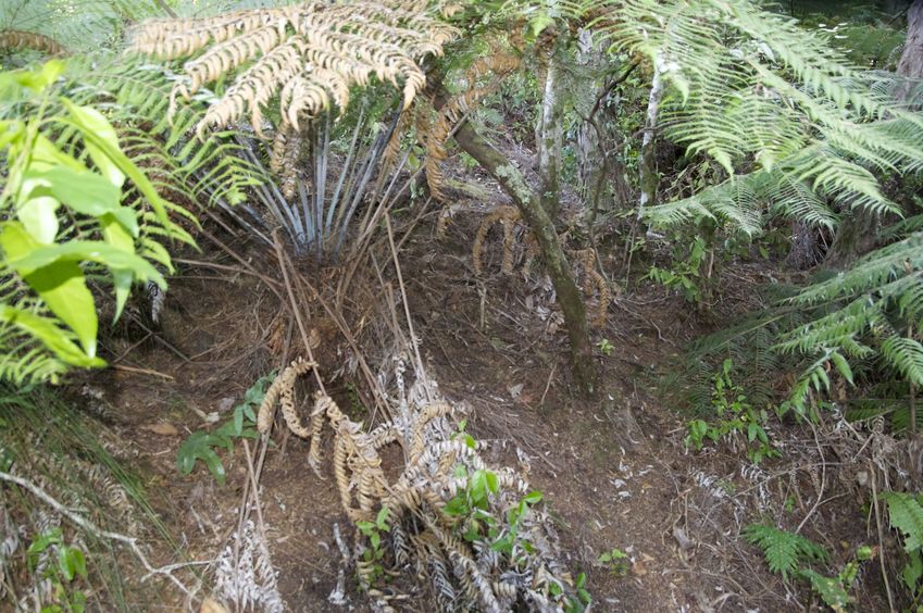 The confluence point lies on a bush-covered slope