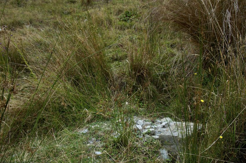 The confluence point lies on a steep grassy hillside.