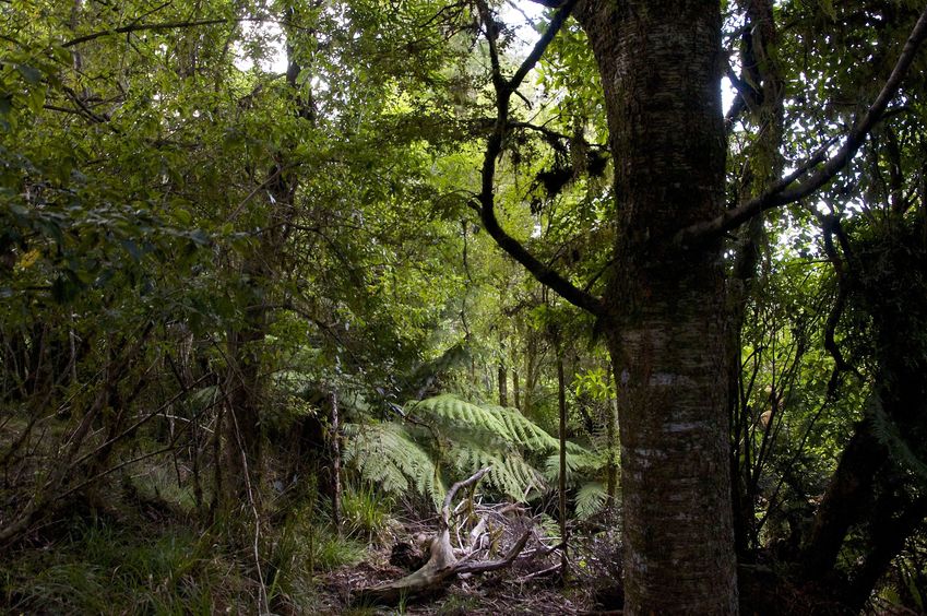 This is the closest I got to the confluence point: 1.85 km away (in the Kaimanawa Forest Park).