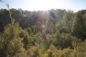 #10: View West (across the ravine) from atop the ridge, 50 metres away