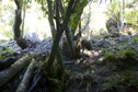 #2: View East (up the hillside)