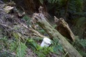 #5: The confluence point lies on a steep hillside.  (The white plastic bucket is a 'geocache', left by a previous visitor.)