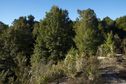 #7: View North from atop the ridge, 50 metres away