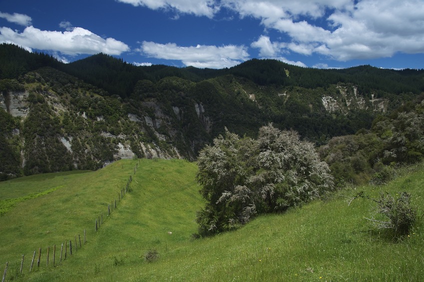 View South (towards the Mohaka River - not visible here)