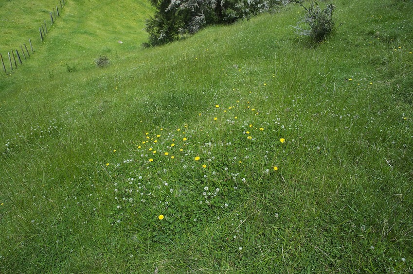 The confluence point lies on a steep farm field