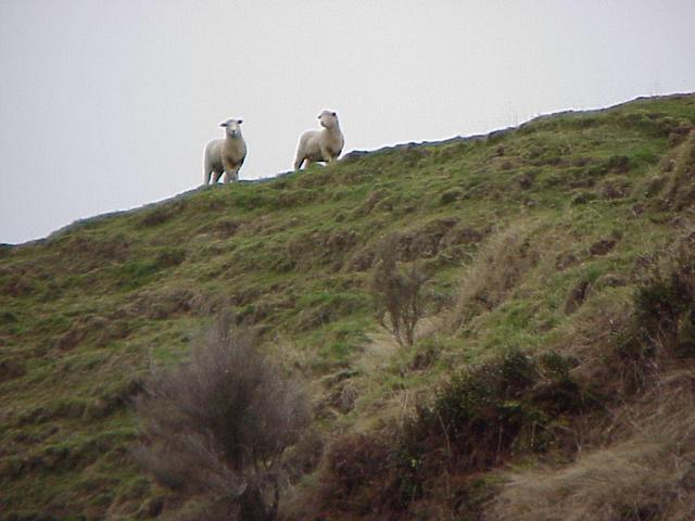 Curious sheep looking at us from the terrace; view to the southeast.