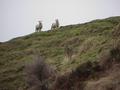 #7: Curious sheep looking at us from the terrace; view to the southeast.