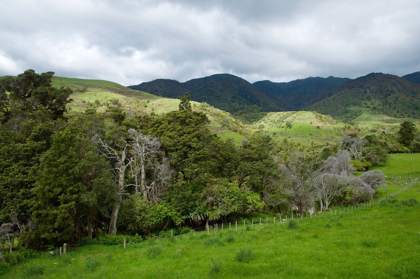 View East (along Horopito Stream towards the Ruahine Range)