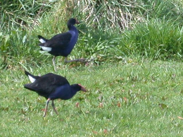 Pukekos (swamp hens) in field below confluence