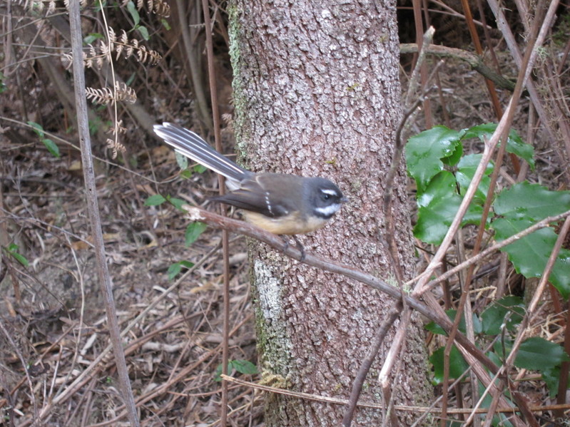 Fantail near the confluence point