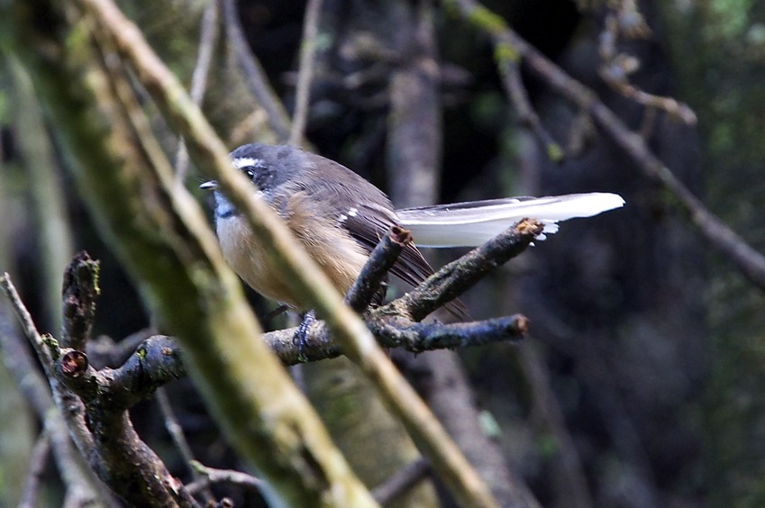 This friendly native Fantail accompanied me during much of my hike