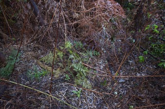 #1: The confluence point lies partway up a steep hill, in this jumbled patch of ferns