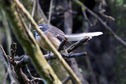 #7: This friendly native Fantail accompanied me during much of my hike